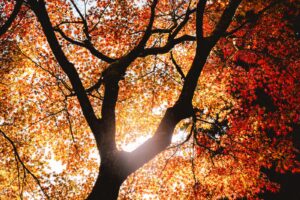 紅葉した木々を見上げた秋のイメージ