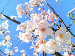 青空に映える満開の桜